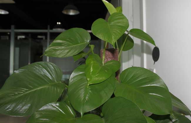 绿萝烂根解决办法？