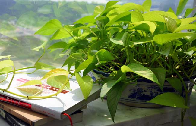 绿萝烂根解决办法？