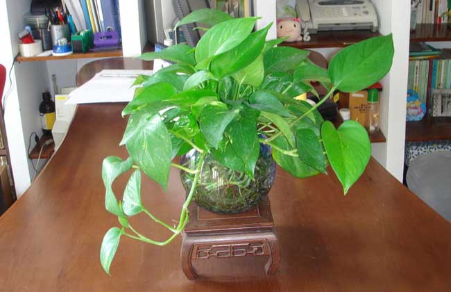 绿萝烂根解决办法？