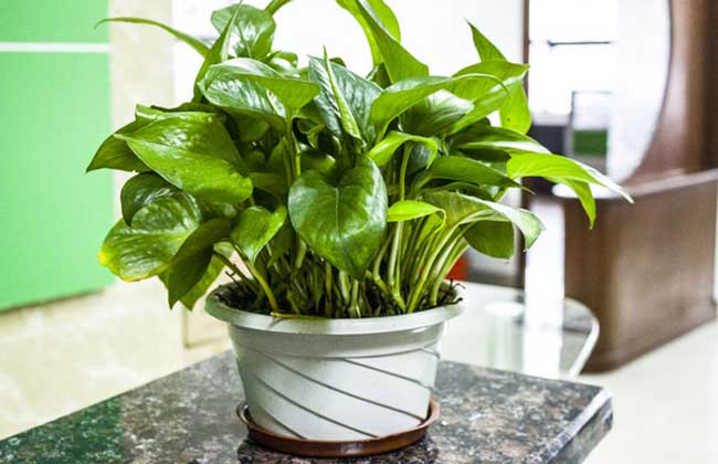 绿萝烂根解决办法？