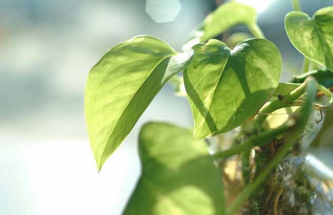 绿萝长高了解决办法？