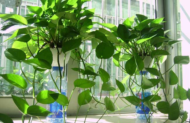 绿萝长高了解决办法？