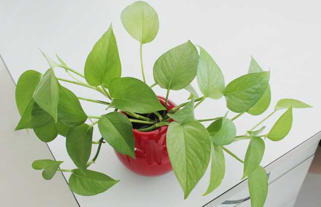 绿萝长高了解决办法？