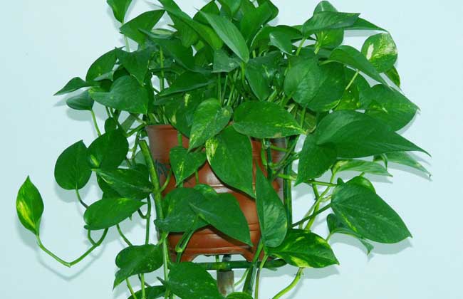 绿萝长高了解决办法？