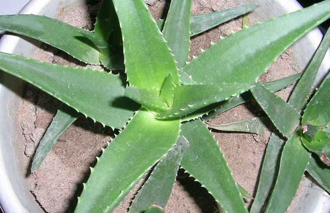 木立芦荟的养殖办法