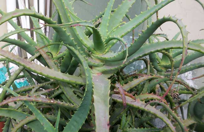 木立芦荟的养殖办法