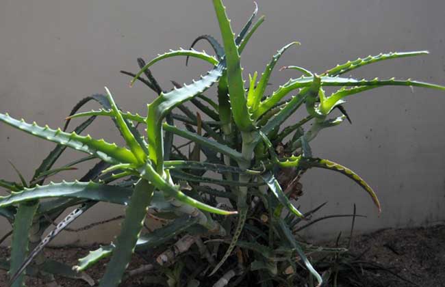 木立芦荟的养殖办法