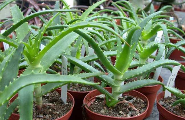 木立芦荟的养殖办法