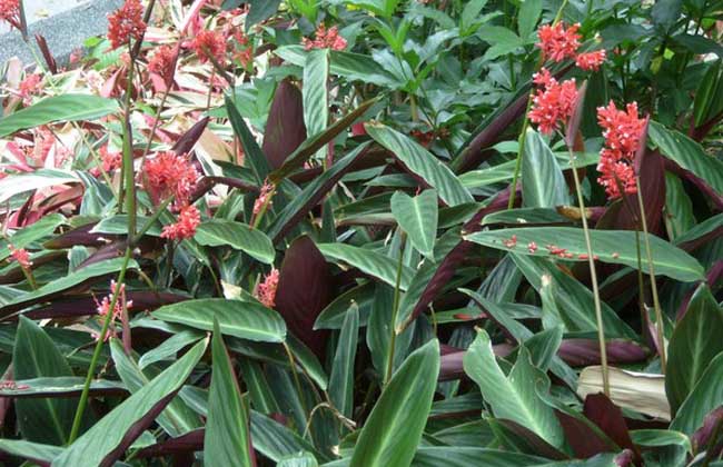 紫背竹芋的养殖办法