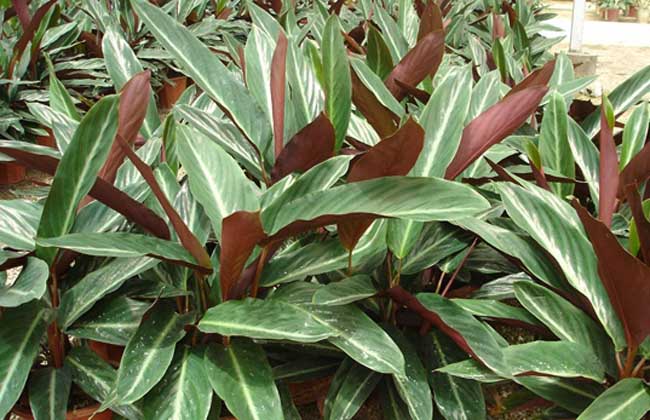 紫背竹芋的养殖办法