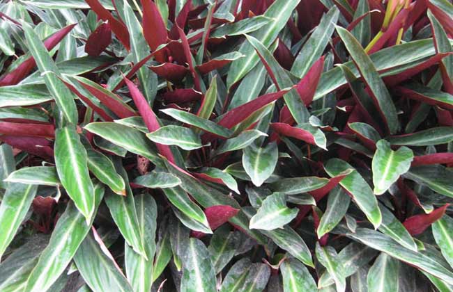 紫背竹芋的养殖办法