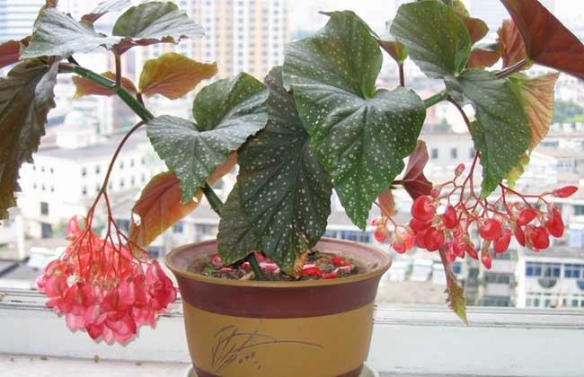 竹节秋海棠的养殖办法