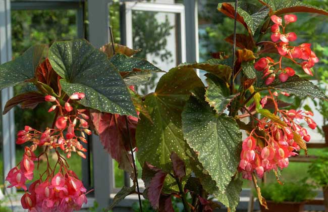 竹节秋海棠的养殖办法