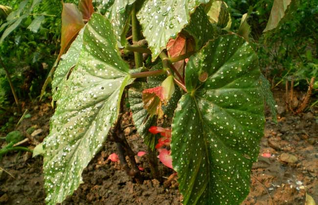 竹节秋海棠的养殖办法