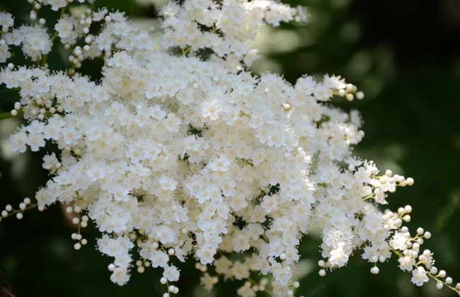 珍珠梅的养殖办法