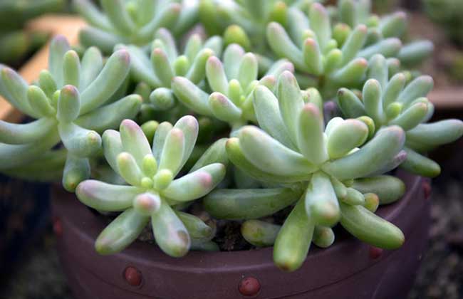 玉米石的养殖办法