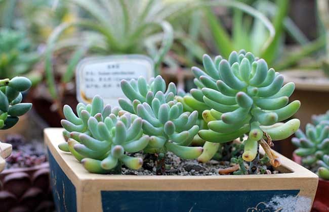 玉米石的养殖办法