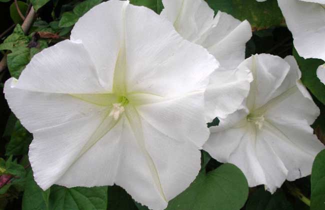 月光花的养殖办法