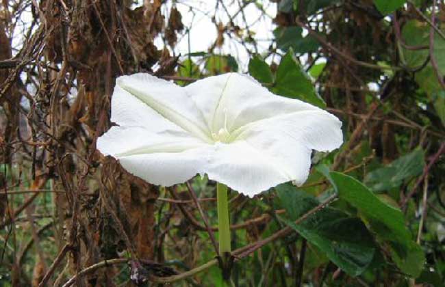 月光花的养殖办法