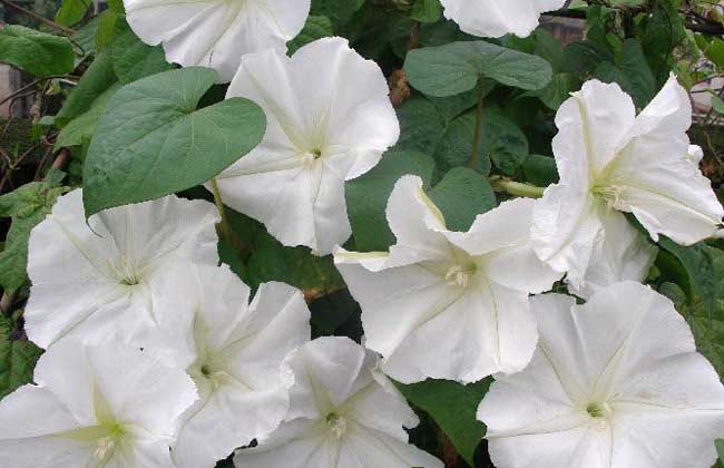 月光花的养殖办法