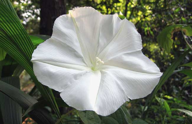 月光花的养殖办法