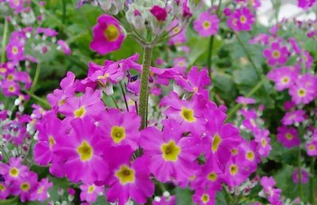 樱花草的养殖办法