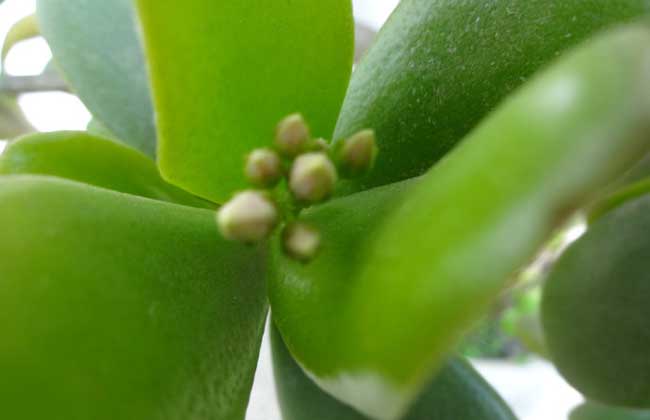 燕子掌能净化空气吗？