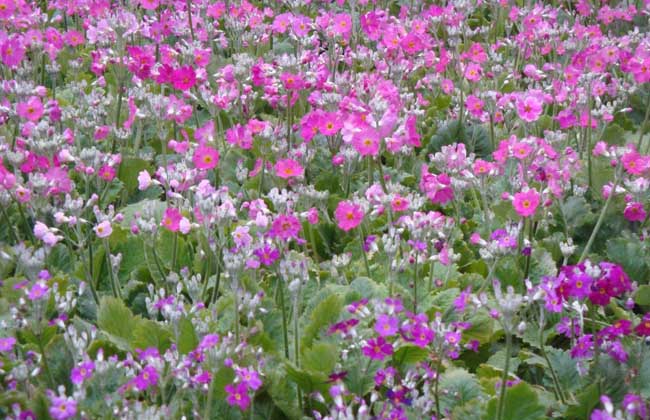 樱花草的养殖办法