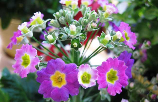 樱花草的养殖办法