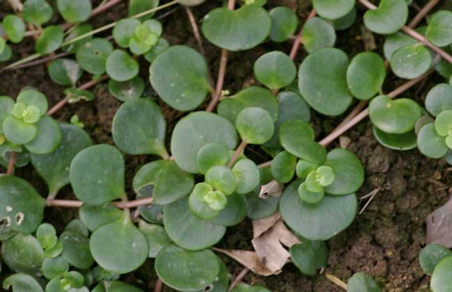 圆叶景天的养殖办法