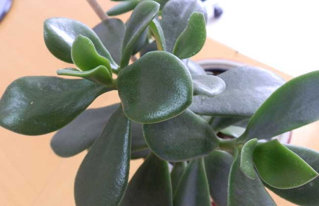 燕子掌能净化空气吗？