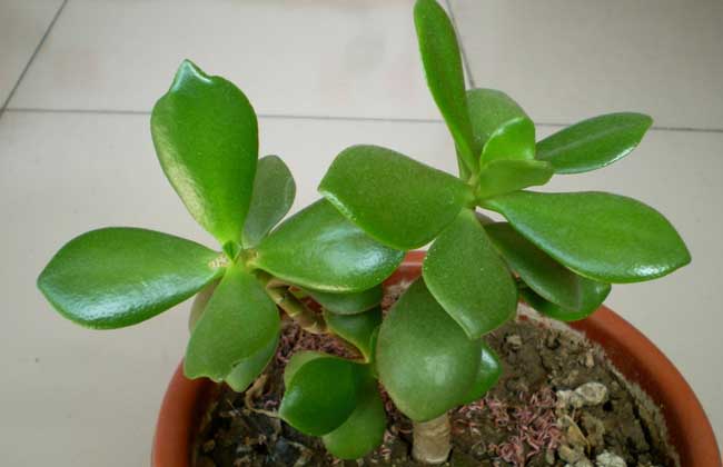 燕子掌能净化空气吗？