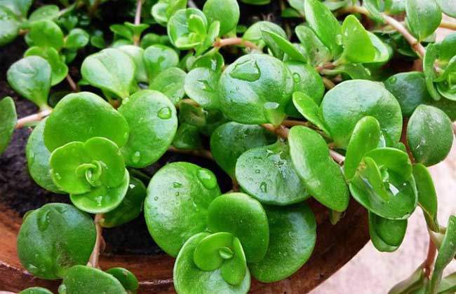 圆叶景天的养殖办法