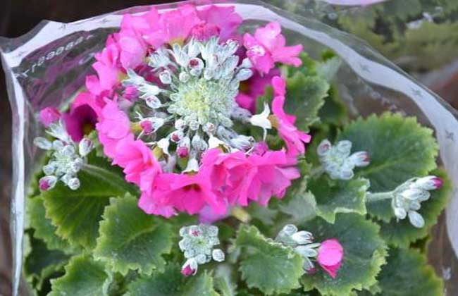 樱花草的养殖办法