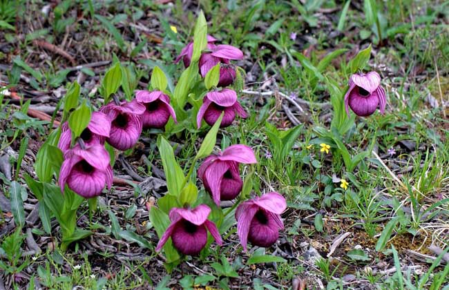 杓兰的养殖办法