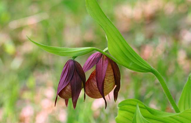 杓兰的养殖办法