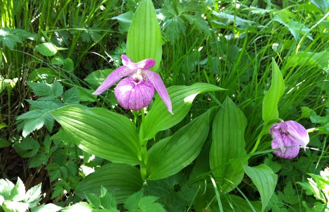 杓兰的养殖办法