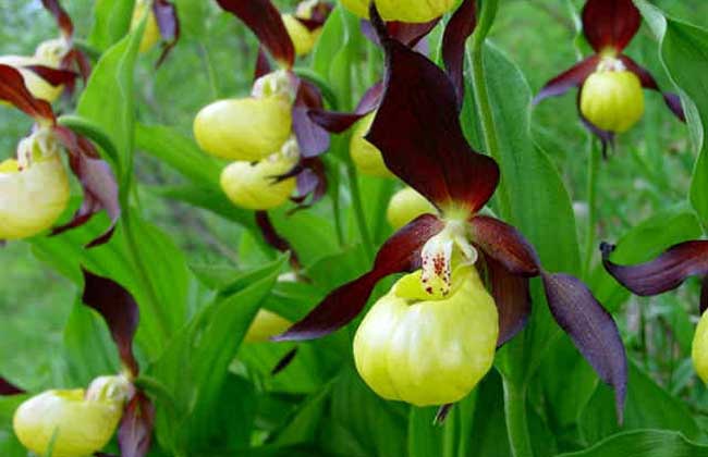 杓兰的养殖办法