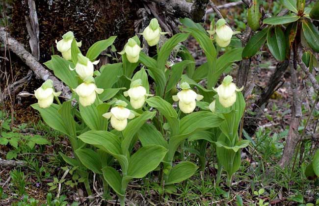 杓兰的养殖办法