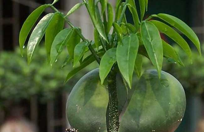 元宝树的养殖办法和注意些什么