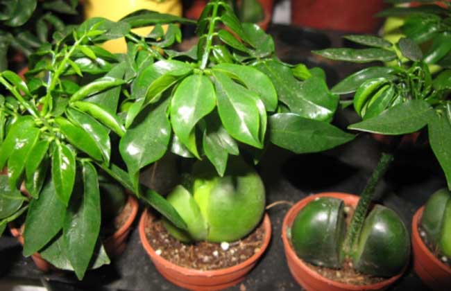 元宝树的养殖办法和注意些什么