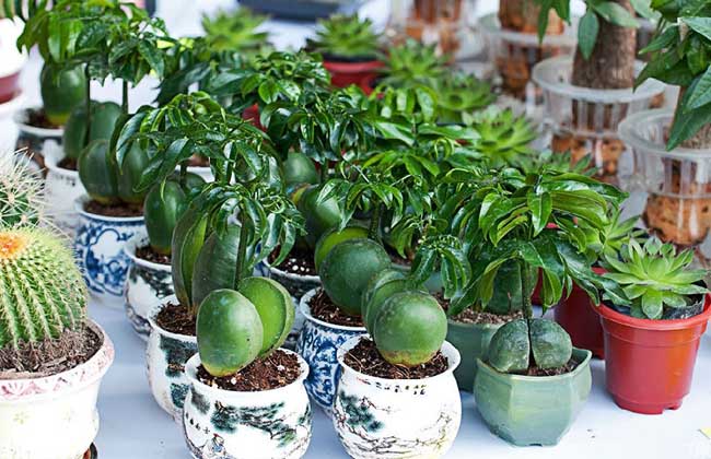 元宝树的养殖办法和注意些什么