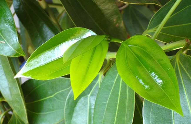 元宝树的养殖办法和注意些什么