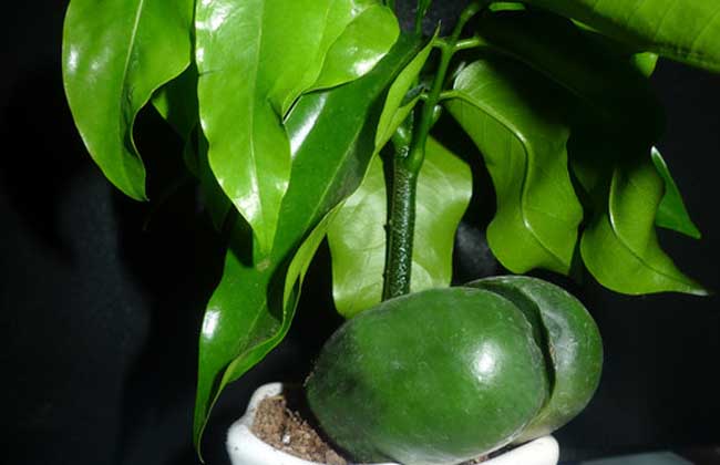 元宝树的养殖办法和注意些什么