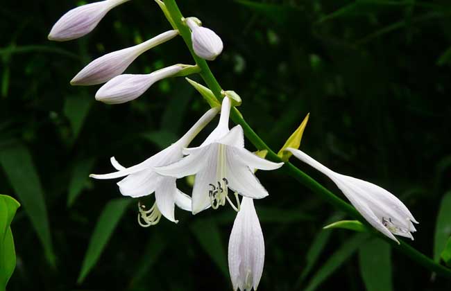 玉簪花的养殖办法