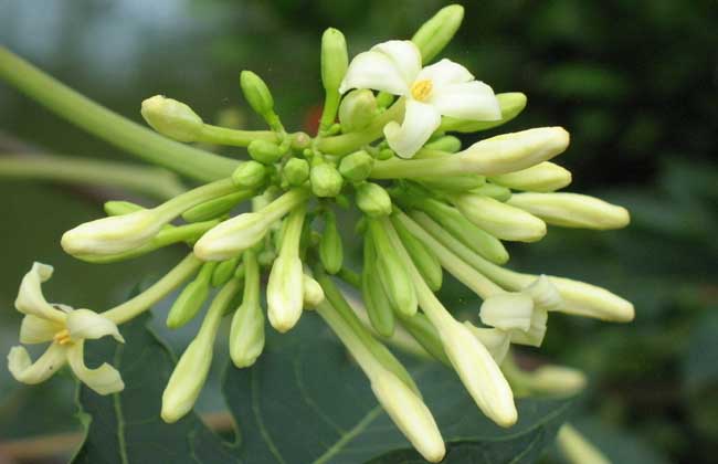 玉簪花的养殖办法