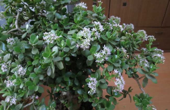 燕子掌的养殖办法和注意些什么