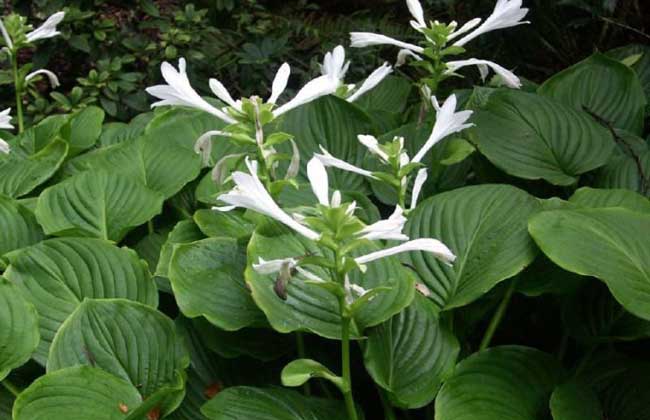 玉簪花的养殖办法