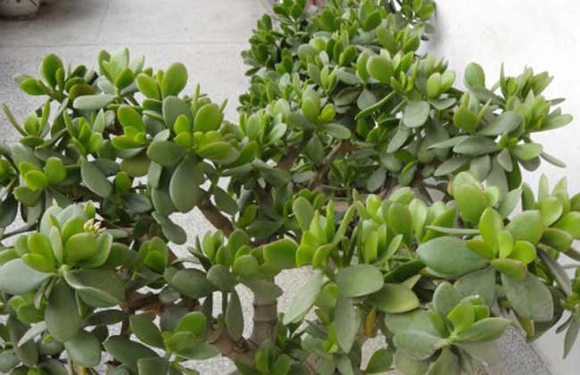 燕子掌的养殖办法和注意些什么