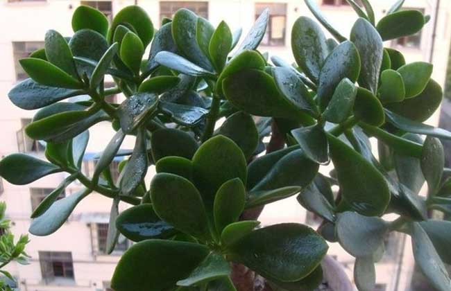 燕子掌的养殖办法和注意些什么